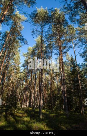 Wandern im Wald an einem sonnigen Novembertag im Waldviertel, Österreich, Europa Stockfoto