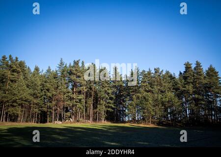 Wandern im Wald an einem sonnigen Novembertag im Waldviertel, Österreich, Europa Stockfoto