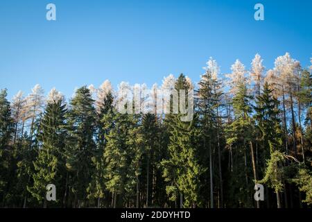 Wandern im Wald an einem sonnigen Novembertag im Waldviertel, Österreich, Europa Stockfoto