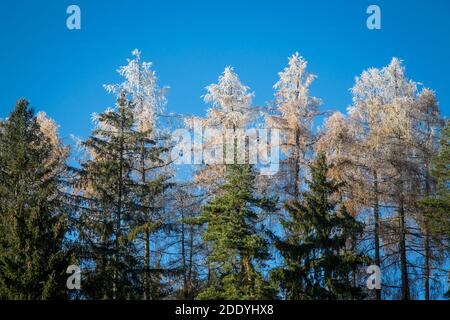 Wandern im Wald an einem sonnigen Novembertag im Waldviertel, Österreich, Europa Stockfoto