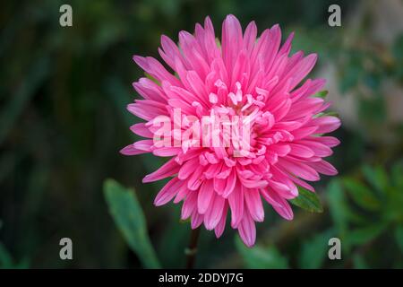 Nahaufnahme des Kopfes eines roten Asters im unscharfen natürlichen Hintergrund. Stockfoto