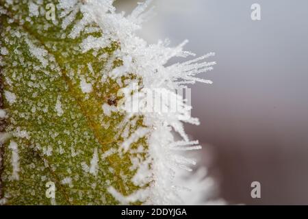 Pflanzen bedeckt mit Eis an einem frostigen Wintermorgen Stockfoto