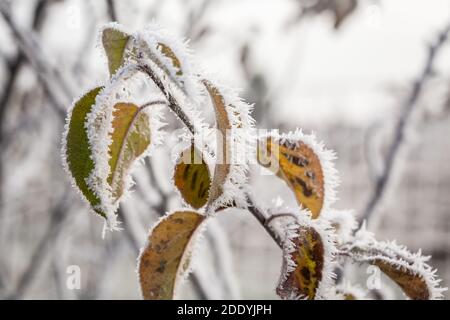 Pflanzen bedeckt mit Eis an einem frostigen Wintermorgen Stockfoto
