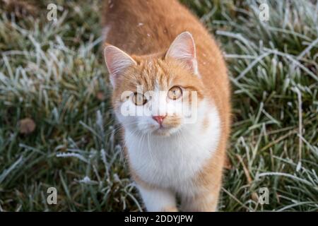 Rot gestromte Kater an einem frostigen Wintertag Stockfoto