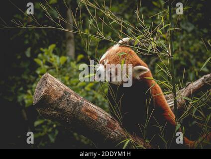 Roter Panda ernährt sich von einem Baum. Ailurus fulgens, 'Shining CAT' Stockfoto