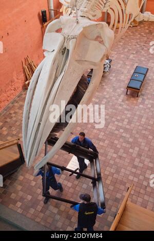 27. November 2020, Mecklenburg-Vorpommern, Stralsund: Blick auf das Flossen-Walskelett im gotischen Saal des ehemaligen Katharinenklosters, in dem heute die Ausstellungen des Stralsund Marine Museums untergebracht sind. Am selben Tag wurde das Exemplar der Lederschildkröte Marlene, die 1965 in der Ostsee ihren Weg verloren hatte, von einer Reederei im Schifffahrtsmuseum übernommen. Ab Januar wird sie in der Ausstellung "Turtles. Durch die Jahrhunderte gepanzert' im Staatlichen Naturhistorischen Museum in Braunschweig. Die Ausstellungen sollen ab 202 komplett überarbeitet werden Stockfoto