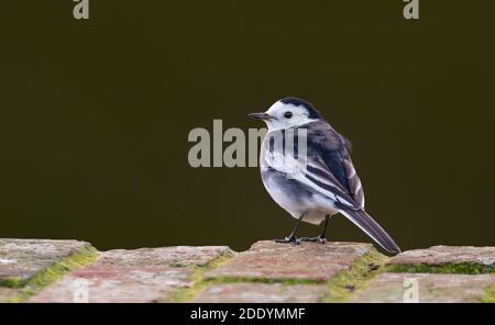 Tierschwanz-Vogel (Motacilla alba yarrellii) am Boden im Herbst in West Sussex, England, Großbritannien. Stockfoto