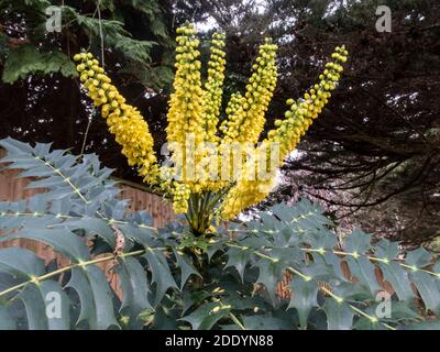 Mahonia x Media Charity, ein immergrüner, schattenliebender Strauch mit leuchtend gelben Blütenstacheln. Stockfoto