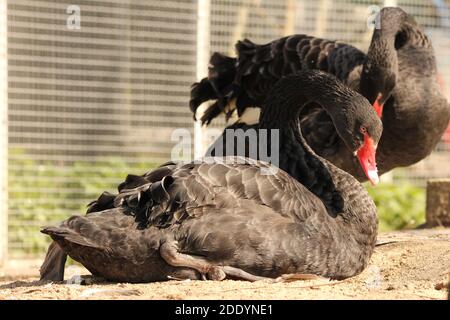 Zwei schwarze Schwäne sitzen draußen in der Nähe eines Teiches Der Frühlingssonne Stockfoto