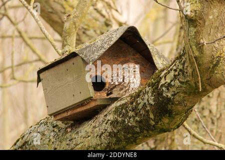 Eine süße kleine Eule sitzt vor ihrem Vogelhaus in einem großen Baum auf dem Land in zeeland, Niederlande in der Sonne Stockfoto