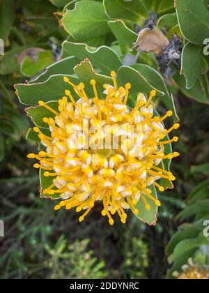 Nahaufnahme einer gelben protea-Blüte in Kapstadt, Südafrika Stockfoto