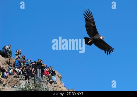 Andenkondor Vultur gryphus mit Besuchern, Colca Canyon, Peru Stockfoto
