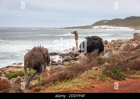 Paar gewöhnliche Strauße (Struthio camelus) Gegen Atlantikküste in Südafrika Stockfoto