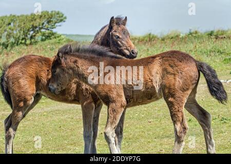 Ponys bei Rame Head im Südosten Cornwall. Landzunge an der östlichen rnd von Whitsand Bay. Wild Dartmoor Ponys vom National Trust freigegeben. Stockfoto