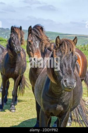 Ponys bei Rame Head im Südosten Cornwall. Landzunge an der östlichen rnd von Whitsand Bay. Wild Dartmoor Ponys vom National Trust freigegeben. Stockfoto