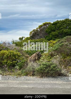 Single Chacma Baboon (Papio ursinus) sitzt am Straßenrand, Kap der Guten Hoffnung, Südafrika Stockfoto