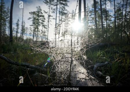 Sommerlandschaft in der sibirischen Taiga. Spinnennetz in Tautropfen im Morgengrauen in einem Nadelwald. Stockfoto