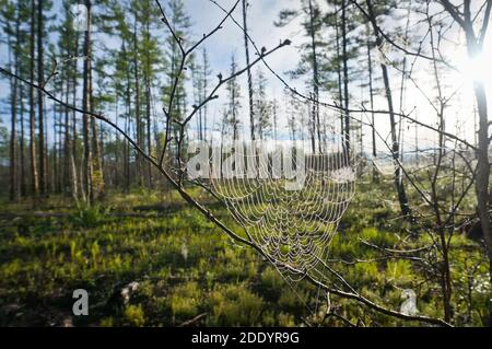 Sommerlandschaft in der sibirischen Taiga. Spinnennetz in Tautropfen im Morgengrauen in einem Nadelwald. Stockfoto