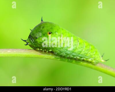 Ein Blattwurm kriecht auf der Pflanze Stockfoto