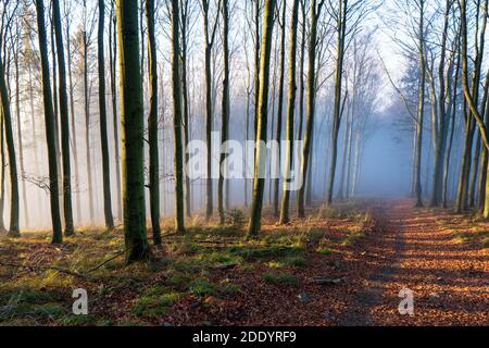 Panorama des nebligen Waldes. Märchen gruselig aussehende Wälder in einem nebligen Tag. Kalter nebliger Morgen im Horrorwald Stockfoto