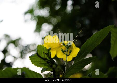 Frühling blühende Bermuda Schmetterling oder gelbe Butterblume allamanda Blüte Nahaufnahme Stockfoto