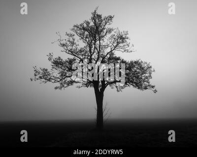 Nebliger Lockdown Walk in Hintlesham Suffolk Stockfoto