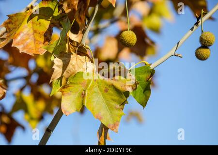 Artikeldetails mit herbstlichen Ahornblättern und Früchten im Licht einer Novembersonne. Stockfoto