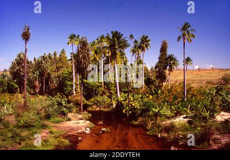 Oase mit Pandanus Pulcher, Pandans oder Scew Palms & Ravenea rivularis oder Majestic Palms im Isalo Nationalpark Madagaskar Afrika gesäumt Stockfoto