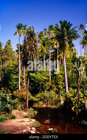 Oase mit Pandanus Pulcher, Pandans oder Scew Palms & Ravenea rivularis oder Majestic Palms im Isalo Nationalpark Madagaskar Afrika gesäumt Stockfoto