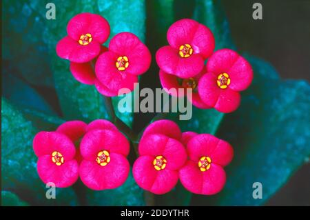 Rot-Rosa Blumen der Dornenkrone, Euphorbia milii, aka Christ Plant oder Christ Thorn Stockfoto