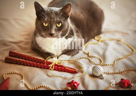 Niedliche graue Hauskatze liegt unter Weihnachten bunte Spielzeug, Perlen, Kerzen und Bänder. Vorbereitung auf den Urlaub. Weihnachtsschmuck. Stockfoto