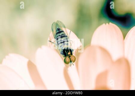 Schwebfliege fliegendes Insekt und Blume mit reflektierten Infrarotlicht erstellt - Draufsicht Stockfoto