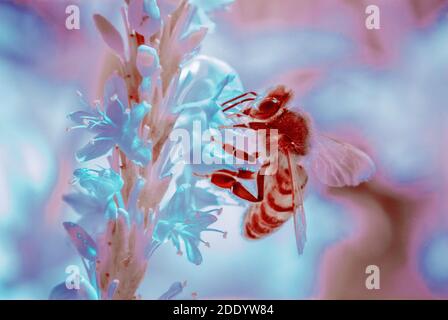 Gestreifte Wasp - Fliegende Insekten Fütterung auf Blütenpollen / Nektar - Erstellt Mit Reflektierten Infrarotlicht Stockfoto
