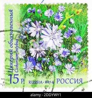 MOSKAU, RUSSLAND - 20. NOVEMBER 2020: In Russland gedruckte Briefmarke zeigt Cichorium intybus, Flora of Russia Wildflowers Serie, um 2014 Stockfoto