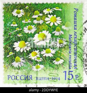 MOSKAU, RUSSLAND - 20. NOVEMBER 2020: In Russland gedruckte Briefmarke zeigt Matricaria recutita, Flora of Russia Wildflowers Serie, um 2014 Stockfoto