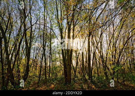 Eine niedrige Herbstsonne scheint hinter einem Bildschirm von hohen Baumstäben. Stockfoto