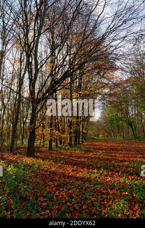 Sonnenlicht hinter hohen Bäumen wirft an einem Herbstmorgen lange Schatten über einen mit Blättern bedeckten Fußweg Stockfoto