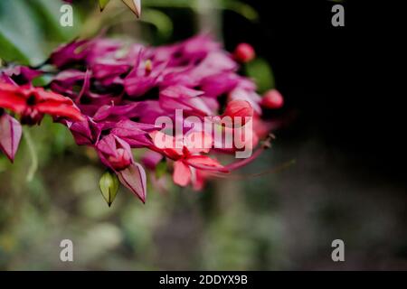 Rote Pfauenblüte oder Caesalpinia pulcherrima Blüte isoliert, Stockfoto