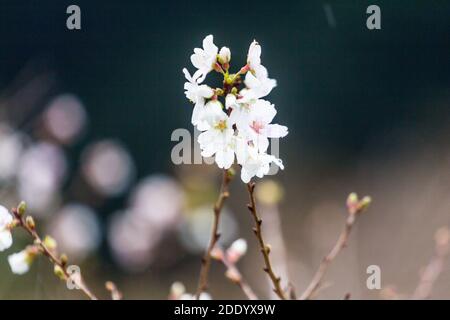 Sakura blüht in der Präfektur Aichi, Japan Stockfoto
