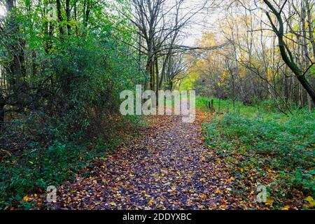 Gerader, nasser, mit Blättern bedeckter Waldweg in der morgendlichen Herbstsonne. Stockfoto