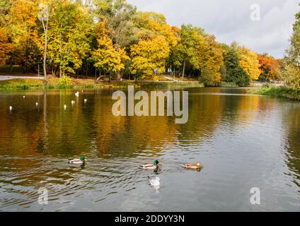 Enten und Möwen schwimmen im Teich auf einer sonnigen Herbsttag Stockfoto