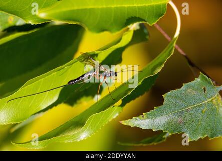 Eine parasitäre Wespe mit einem sehr langen Legestinger sitzt Auf dem grünen Blatt Stockfoto