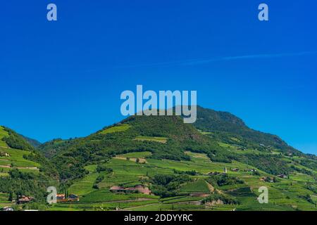 Weinberge in Santa Maddalena Piazza Walther Bozen. Trentino Alto Adige Sud Tirol, Italien und Europa. Stockfoto