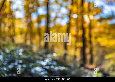 Unscharfer heller Herbsthintergrund. Abstrakte Textur der Herbst Wald Hintergrund Stockfoto