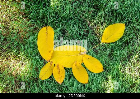 Herbstgelbe Blätter in Form eines Pferdes liegen auf dem grünen Gras. Wir verlassen den Sommer. Stockfoto