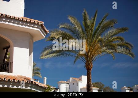 Eine Palme im Garten einer Luxusvilla In spanien Stockfoto