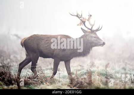 Ein Hirsch steht im Nebel im Bushy Park im Südwesten Londons, nachdem die Nachttemperaturen in Südengland unter den Gefrierpunkt gefallen sind. Bilddatum: Freitag, 27. November 2020. Bildnachweis sollte lauten: John Walton/PA Wire Stockfoto