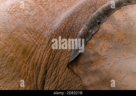 Detail der Haut eines Elefanten Stockfoto