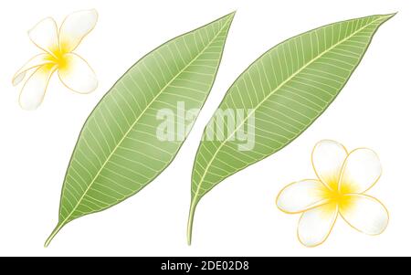 Die digitale Malerei der schönen Frangipani (plumeria) Blume Botanik und grünen Blatt Raster Illustration auf weißem Hintergrund. Stockfoto