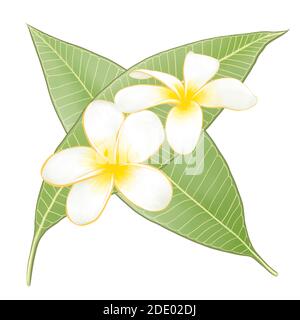 Die digitale Malerei der schönen Frangipani (plumeria) Blume Botanik und grünen Blatt Raster Illustration auf weißem Hintergrund. Stockfoto